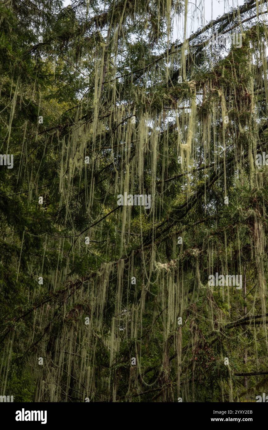 Dolichousnea longissima oder Usnea longissima, die Bartflechte des alten Mannes hängt an den Zweigen von Bäumen im Humboldt Redwoods State Park, Kalifornien. Stockfoto