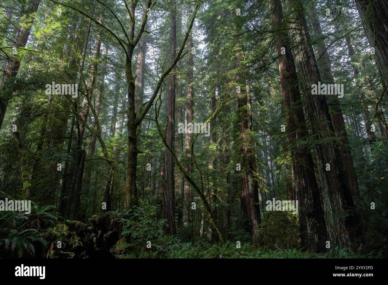 Der üppige und grüne Mammutbaumwald im Humboldt Redwoods State Park in Nordkalifornien, in dem sich der alte Urwald befindet. Stockfoto