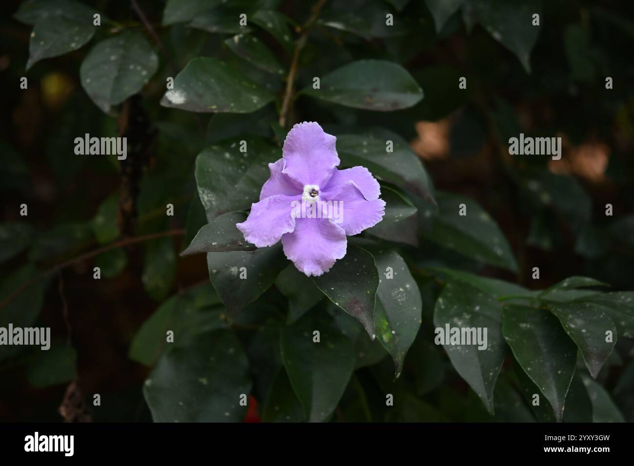 Blick auf eine blassviolette Kiss Me Quick Blume (Brunfelsia pauciflora) im Garten Stockfoto