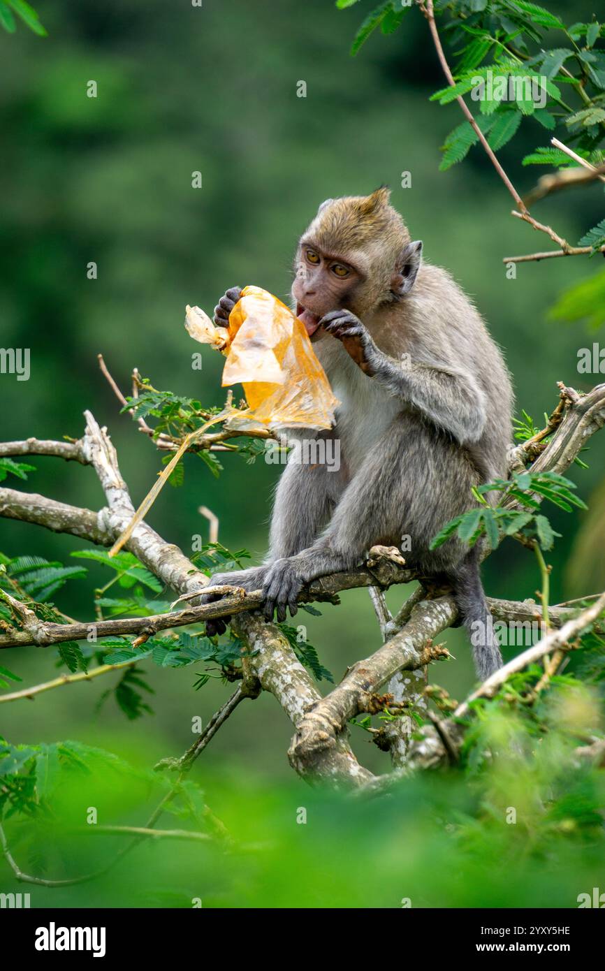 Macaca fascicularis (kera ekor panjang, Monyet ekor panjang, Langschwanzmakaken, Krabbenfressenaffe, Cynomolgus macaque) isst Plastik Stockfoto