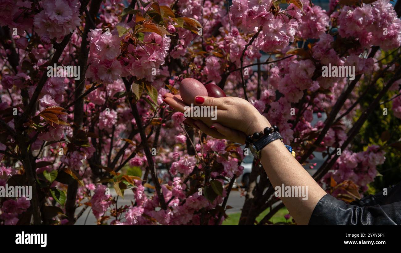 Eine Hand mit rot bemalten Nägeln hält zwei Ostereier, eines rosa und eines dunkelrot, gegen blühende Kirschblüten. Die leuchtenden rosafarbenen Blüten, grüne Blätter Stockfoto