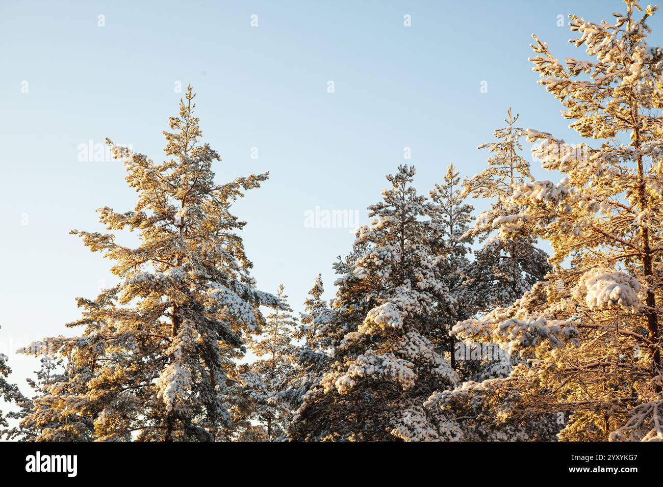 Schneebedeckte Bäume in schwedischen Wäldern im Winter Stockfoto