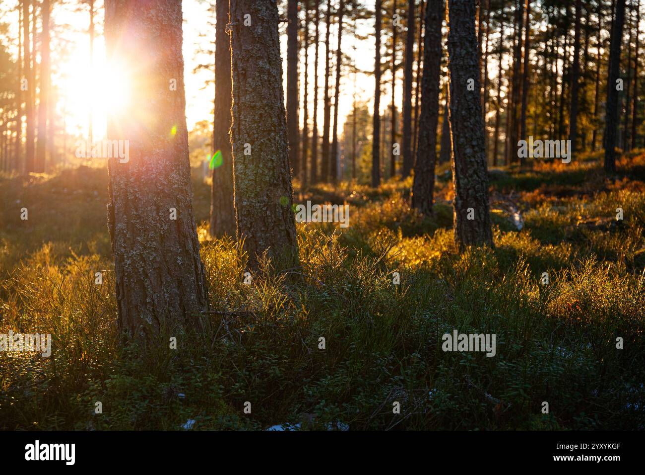 Sonnenlicht am frühen Morgen beleuchtet den Waldboden Stockfoto