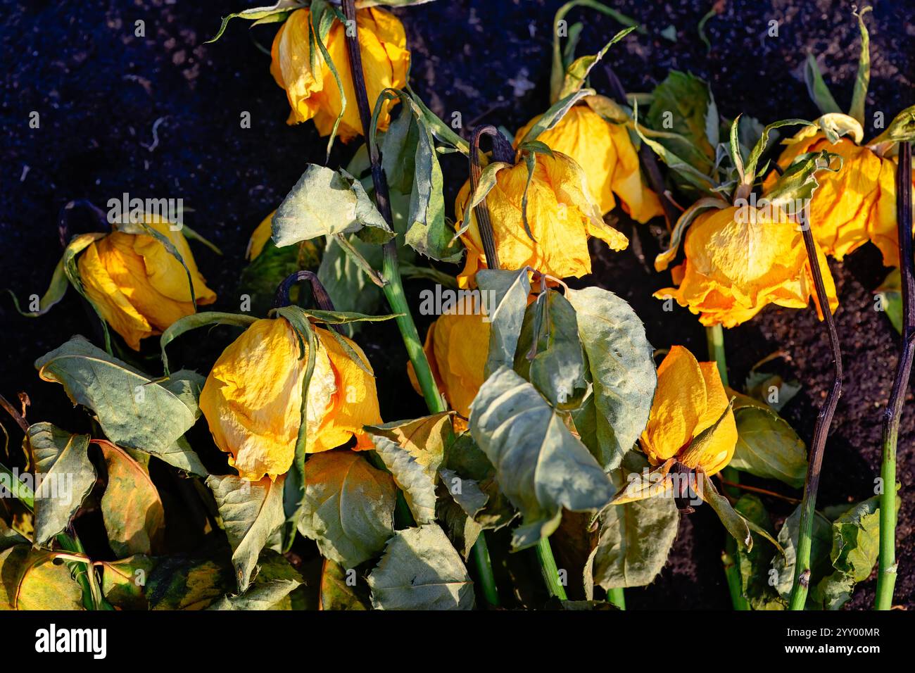 Gelbe Rosen auf unbefestigtem Gestein, tote trockene, sterbende Blumen auf dem Grab, Todestrauer-Konzept Stockfoto