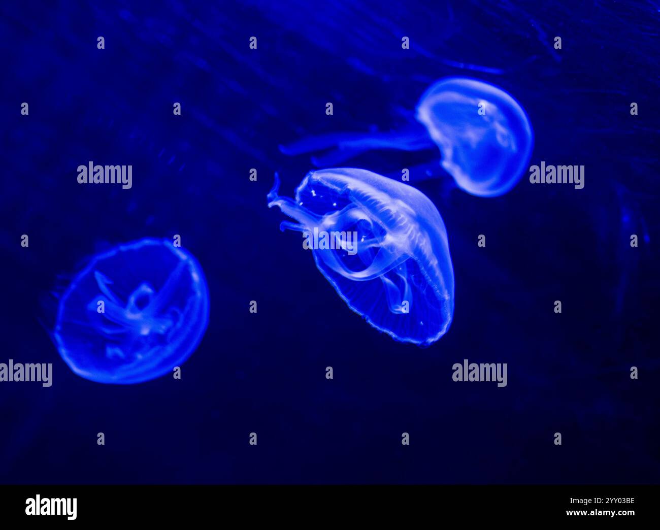 München, Deutschland. Dezember 2024. Mondquallen schweben im neuen Quallenwirbel im Aquarium des Zoos Hellabrunn. Mit dem neuen, hellblauen Tank ist eine besondere Art in das Hellabrunner Aquarium zurückgekehrt: Mondquallen. Diese faszinierenden Meeresbewohner beeindrucken mit ihren schirmähnlichen, fast transparenten Körpern und spielen auch eine wichtige Rolle im Meeresökosystem. Credit: Peter Kneffel/dpa Credit: dpa Picture Alliance/Alamy Live News/dpa/Alamy Live News Stockfoto