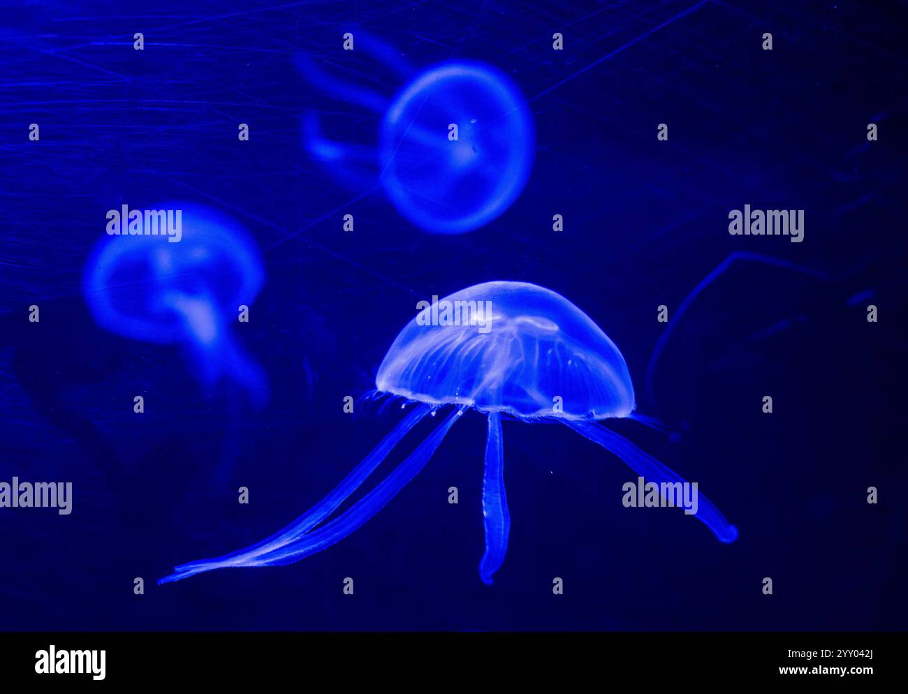 München, Deutschland. Dezember 2024. Mondquallen schweben im neuen Quallenwirbel im Aquarium des Zoos Hellabrunn. Mit dem neuen, hellblauen Tank ist eine besondere Art in das Hellabrunner Aquarium zurückgekehrt: Mondquallen. Diese faszinierenden Meeresbewohner beeindrucken mit ihren schirmähnlichen, fast transparenten Körpern und spielen auch eine wichtige Rolle im Meeresökosystem. Quelle: Peter Kneffel/dpa/Alamy Live News Stockfoto