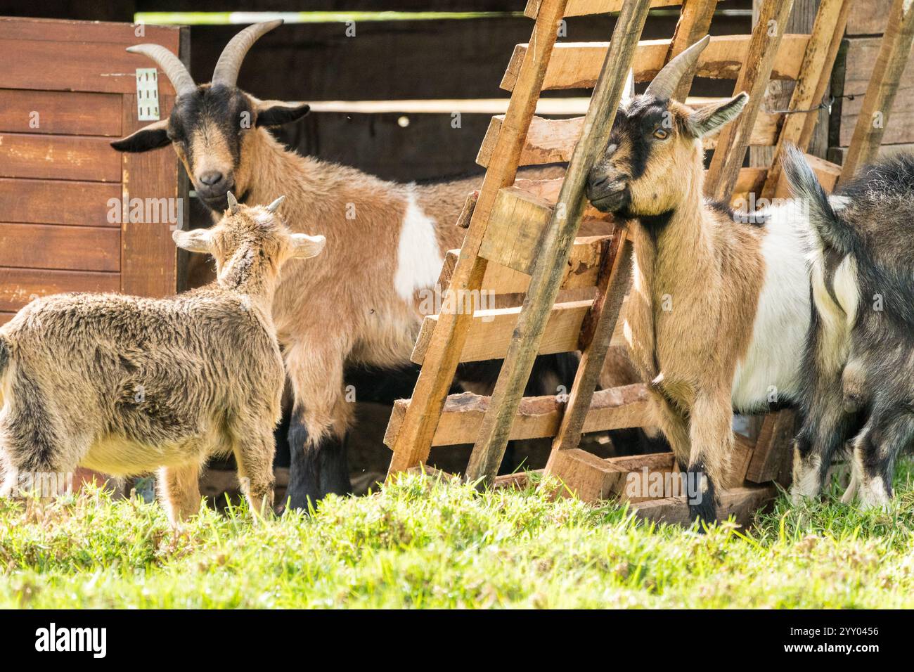 Gruppe von erwachsenen und kleinen nigerianischen Zwergziegen, die auf einem Bauernhof in Südafrika auf Holzzaun kratzen, Konzept Viehzucht und Nutztiere Stockfoto