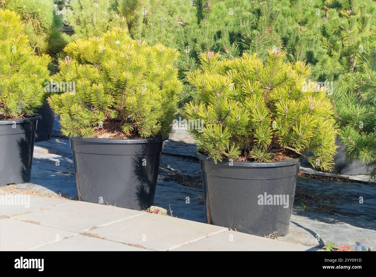 Kiefernsämlinge werden im Geschäft verkauft. Topf immergrüne Baumkeimlinge. Setzlinge von Nadelpflanzen für die Landschaftsgestaltung. Stockfoto