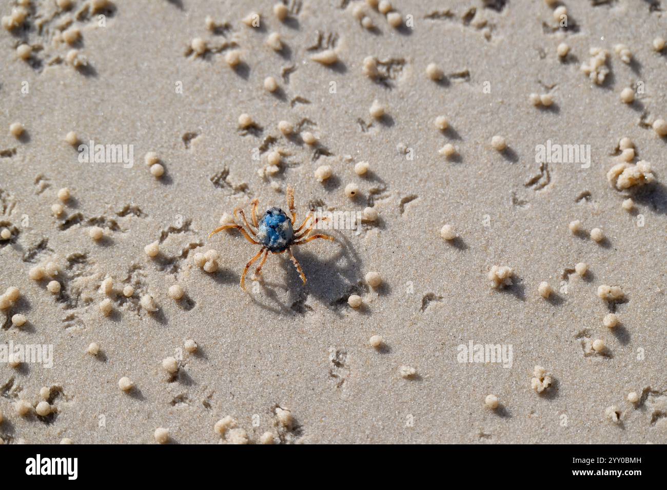 Soldatenkrabbe, Mictyris longicarpus, isolierte blaue Krebstiere, Sandstrand, Textur im Hintergrund, natürlicher Ozean im Freien, Australien Stockfoto