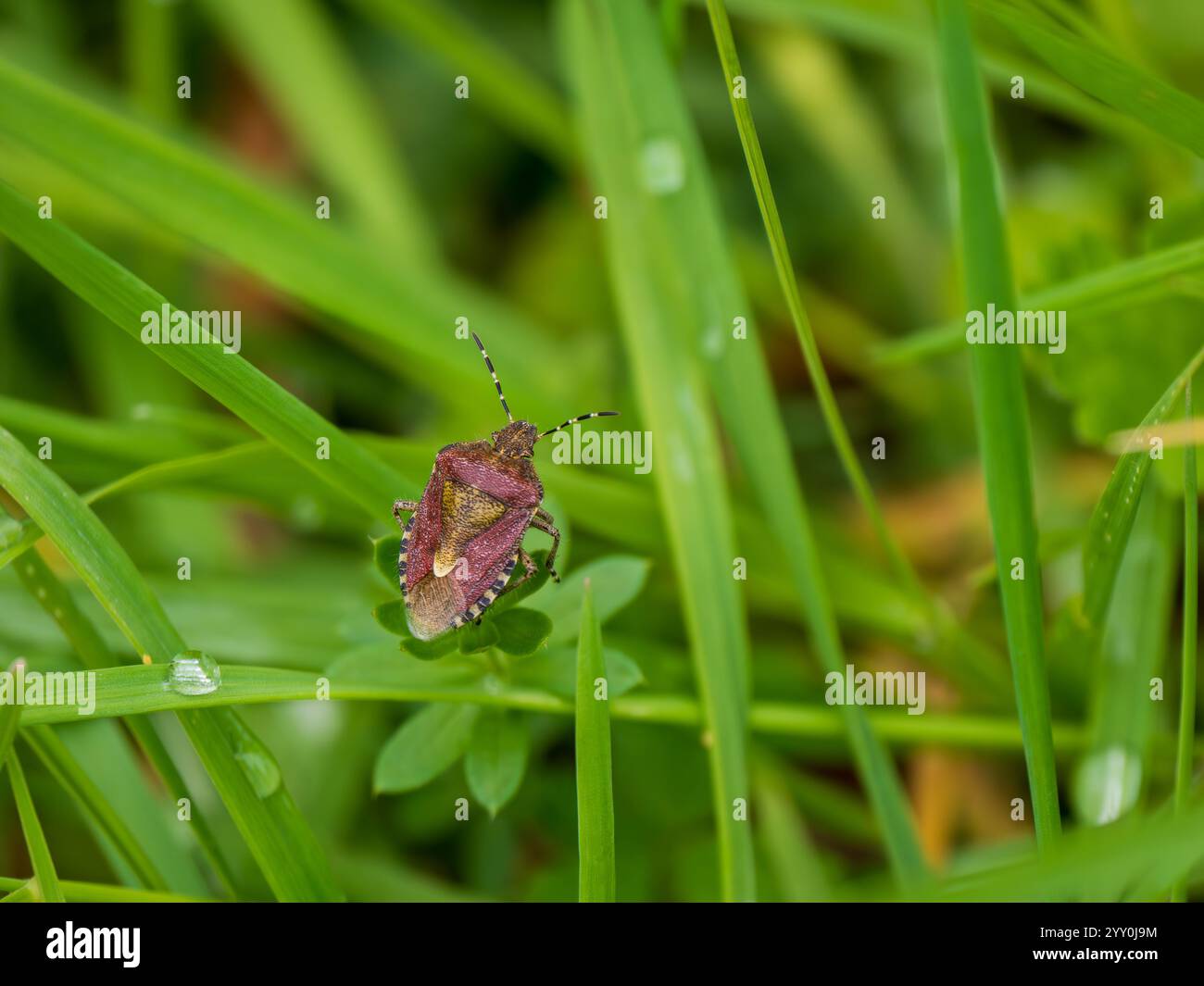 Waldkäfer auf einer Wiese Stockfoto