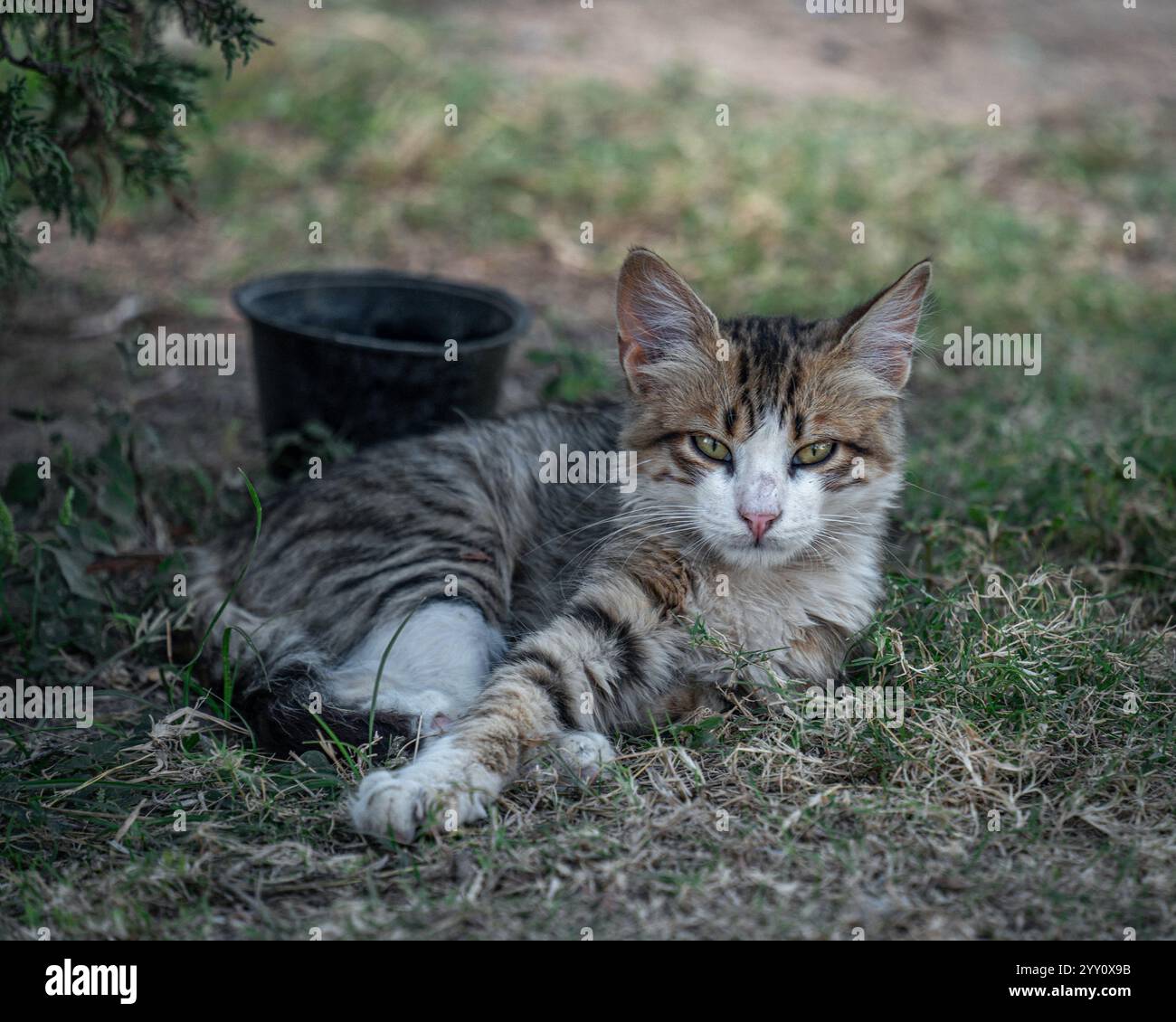 Ein streunendes Kätzchen mit flauschigem Fell liegt auf dem Gras in Ägypten, seine grünen Augen starren in die Kamera. In der Nähe befindet sich eine schwarze Schüssel unter Tageslicht. Stockfoto