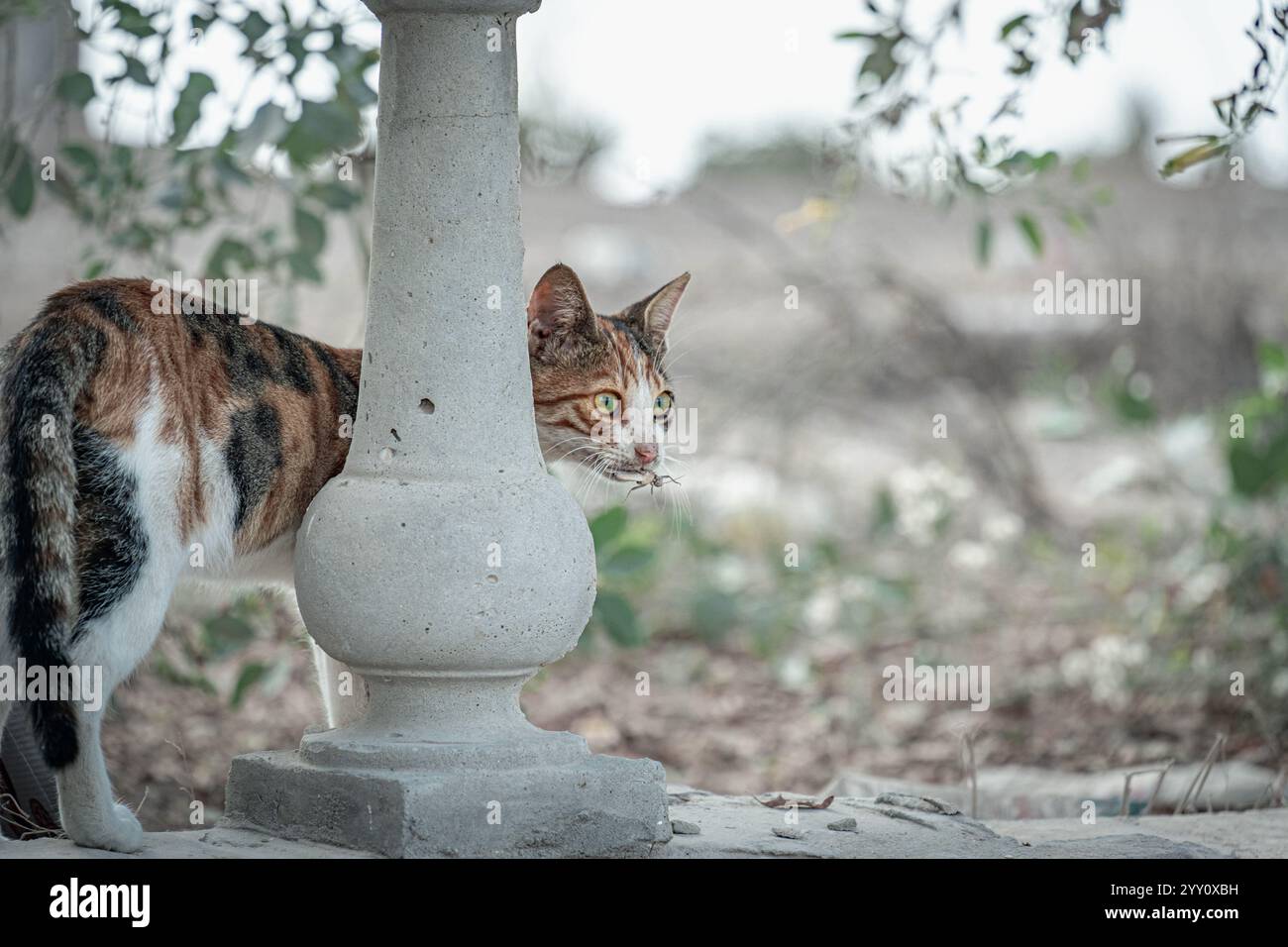 Streunende Calico-Katze in Ägypten, die eine Heuschrecke im Mund hält und hinter eine Steinsäule blickt. Fängt den Instinkt der Katze, die Neugier und das Überleben in der Natur ein. Stockfoto