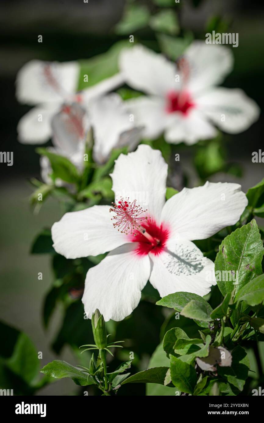 Nahaufnahme weißer Hibiskusblüten mit leuchtend roten Zentren, umgeben von üppig grünen Blättern. Sonnenlicht verbessert die Textur und natürliche Schönheit der Blütenblätter Stockfoto