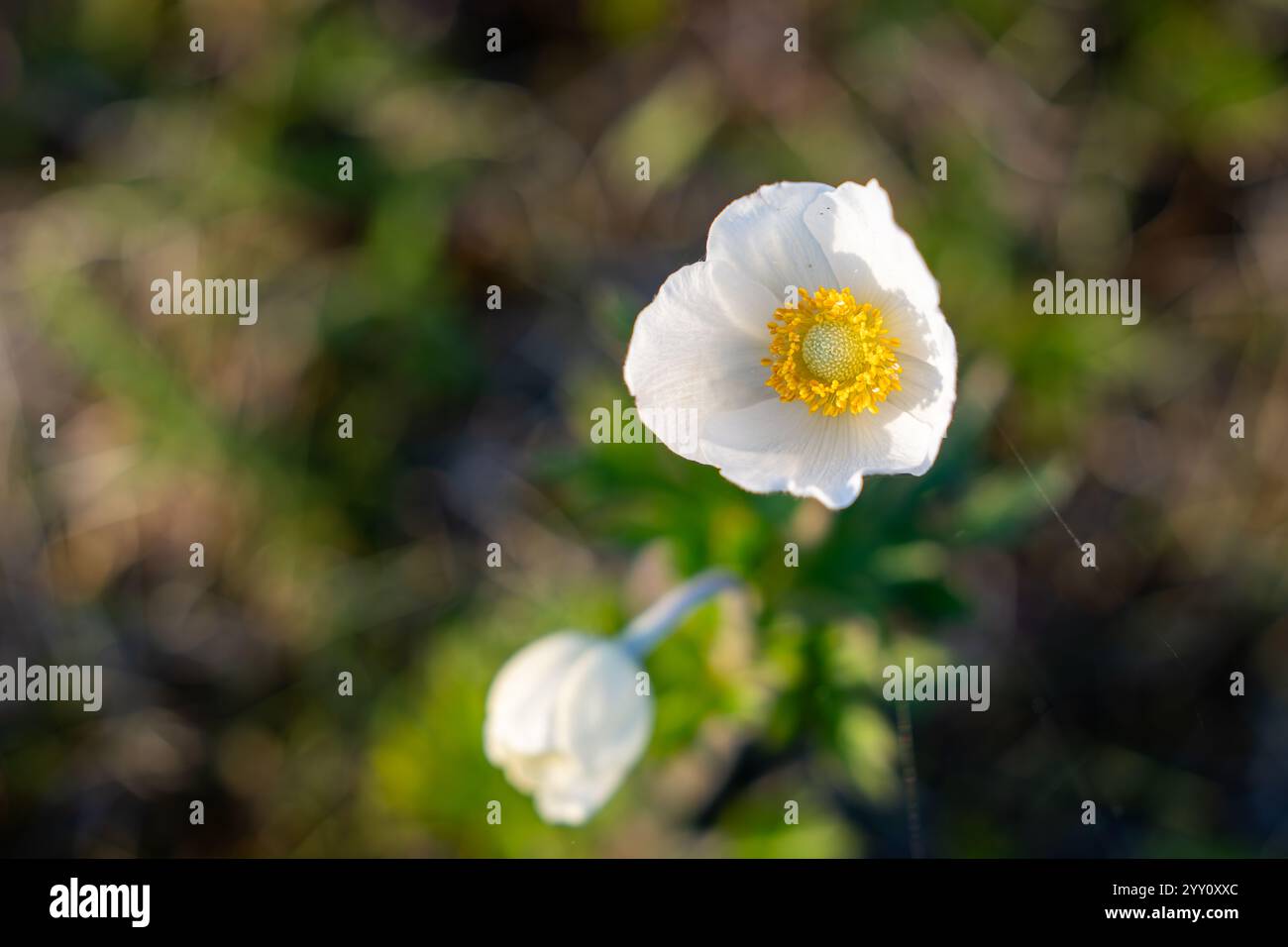 Anemone sylvestris, auch als Schneeglöckchenanemone oder Schneeglöckchenwindblume bekannt, ist eine ausdauernde Pflanze, die im Frühjahr blüht. Weiße Blumen auf einer Küstenwiese. Stockfoto