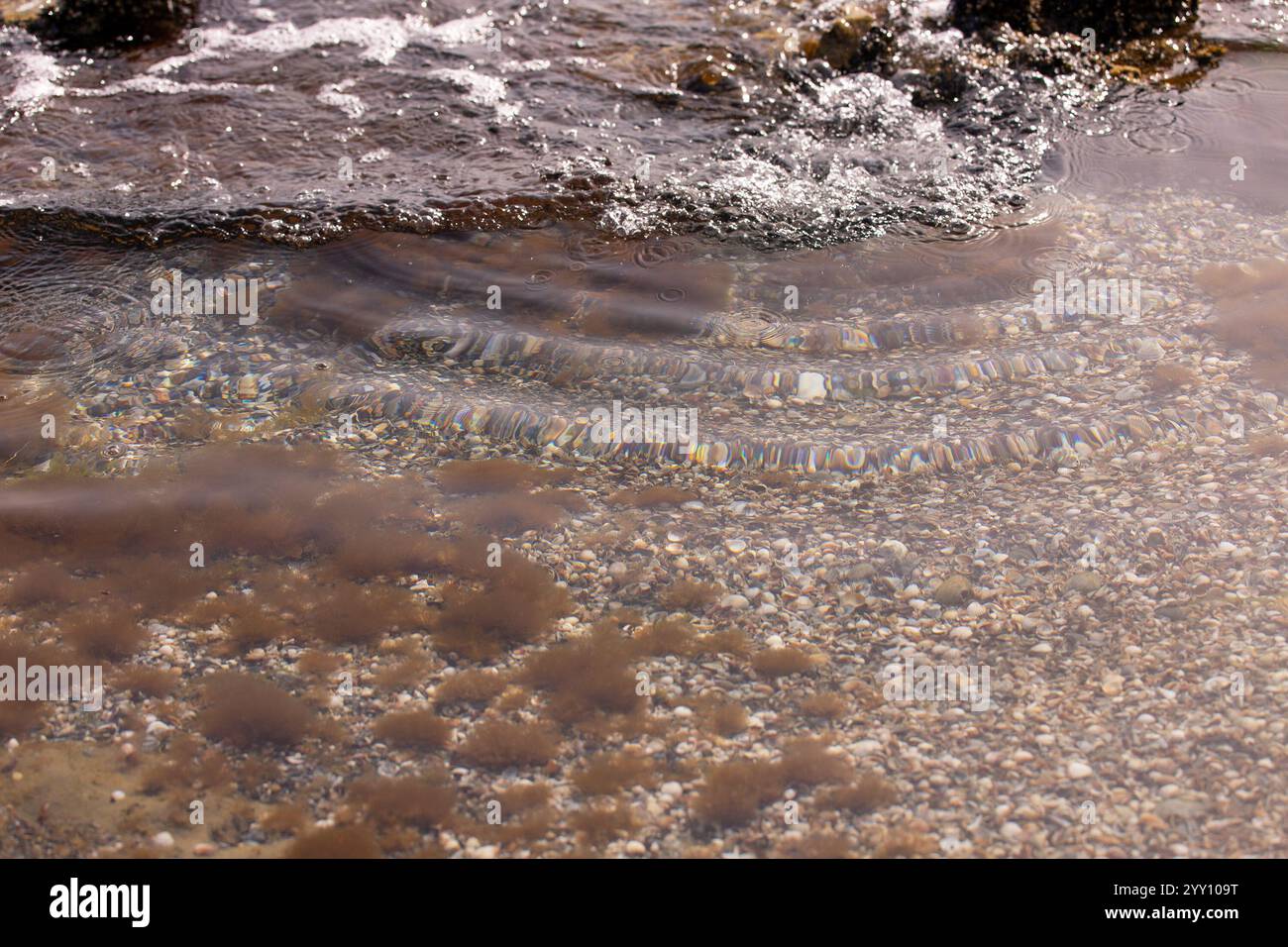 Braunalgen im Kaspischen Meer nahe der Küste. Stockfoto