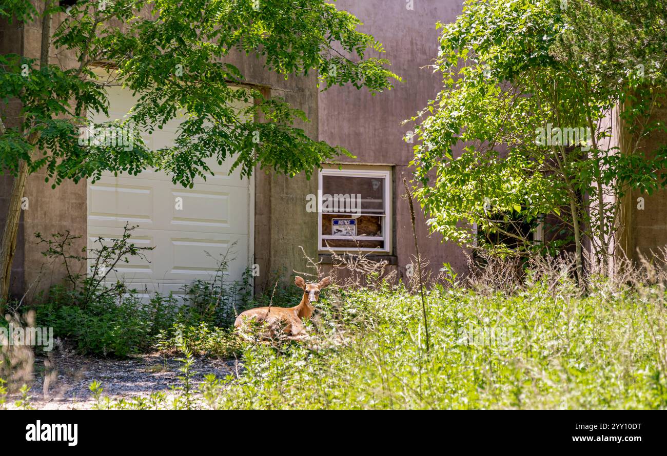 Eine Rehkuh, die vor einem verlassenen Haus liegt Stockfoto