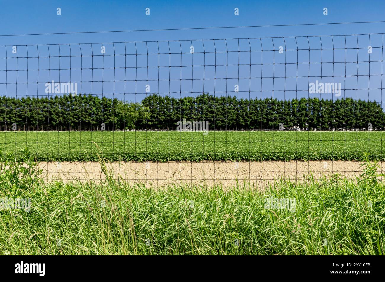 Sommerlandschaft eines Teils eines Feldes mit einer Ernte hinter einem Zaun Stockfoto
