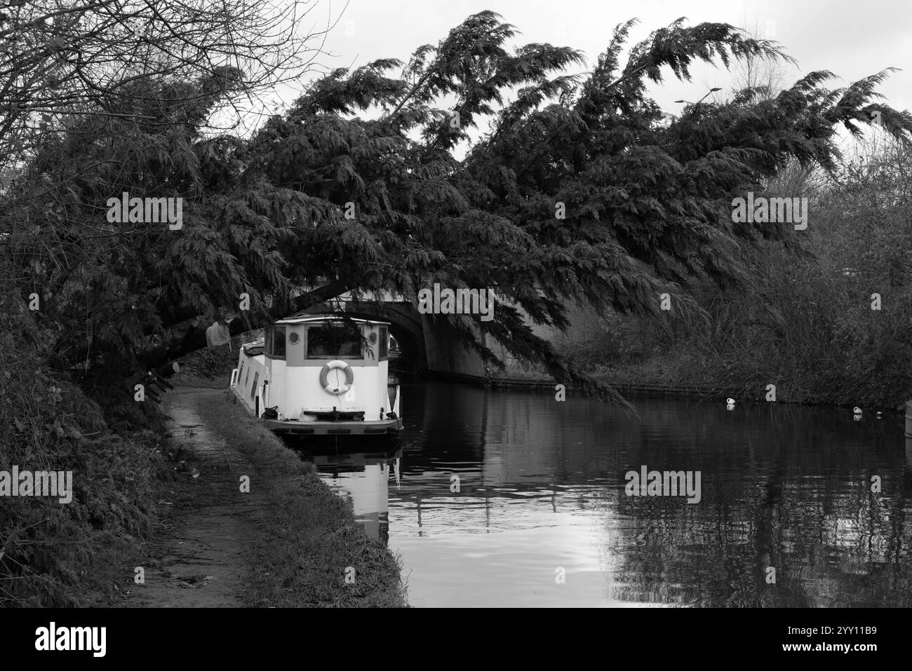 Ein Baum, der neben dem Kanalschleppweg in Croxlet Green Herfordshire, Großbritannien, überweht wird Stockfoto