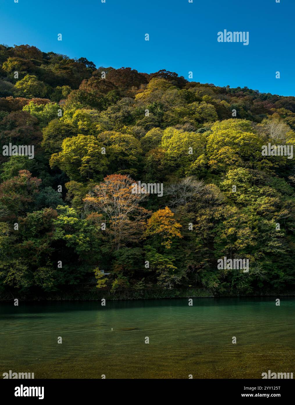 Blick auf Arashiyama mit herbstlichen Farben in der Nähe von Kyoto Stockfoto