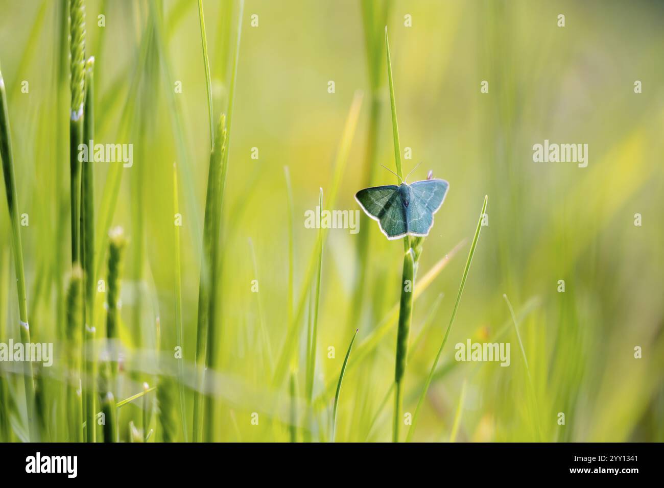 Blauer Schmetterling (Polyommatus icarus) auf Wiese, Makrofoto, Tirol, Österreich, Europa Stockfoto