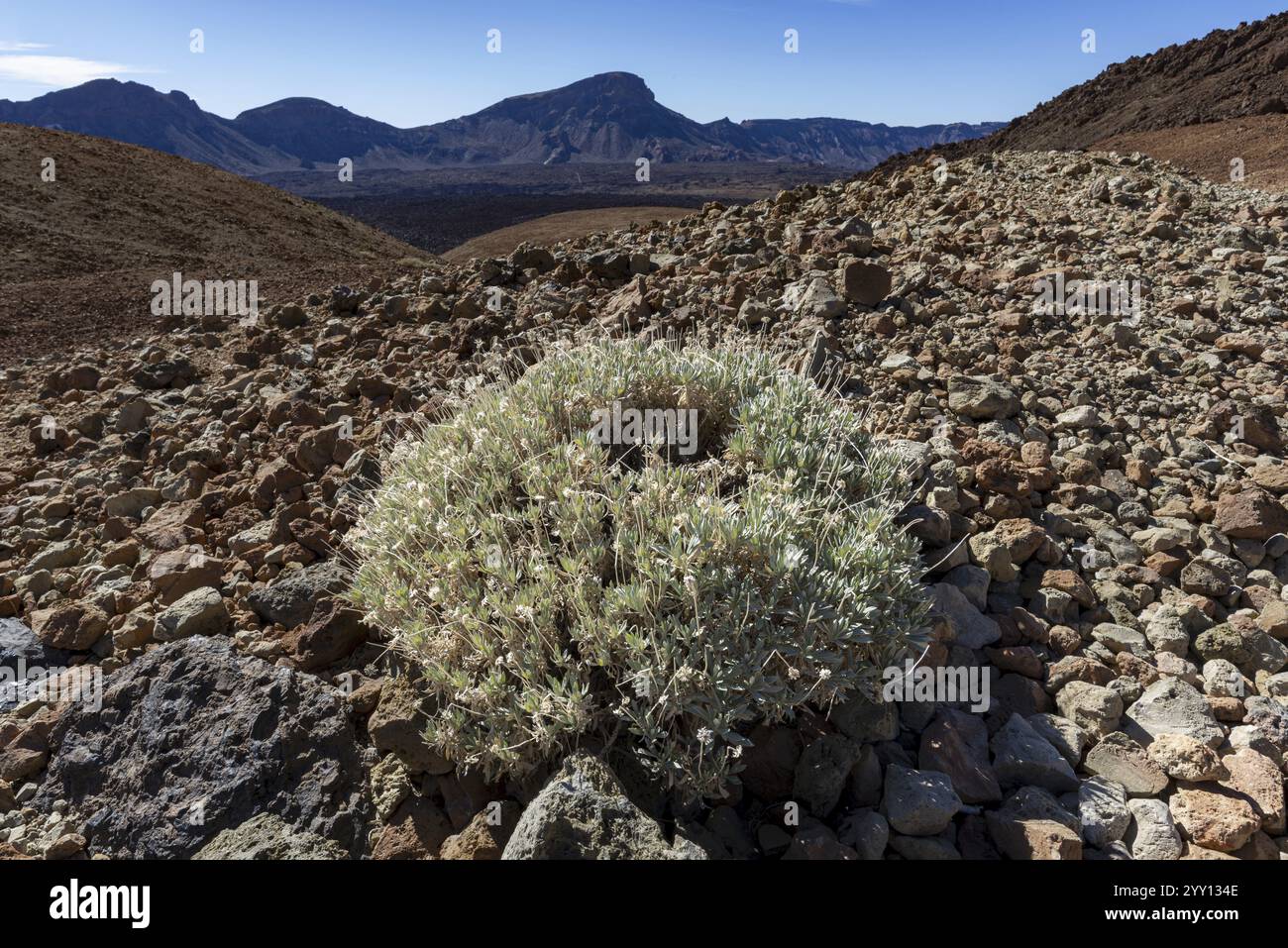 Blühender Ginster, Cytisus supranubius, Syn.: Spartocytisus supranubius, Nationalpark El Teide, Weltkulturerbe, Teneriffa, Kanarische Inseln, Spanien, E Stockfoto