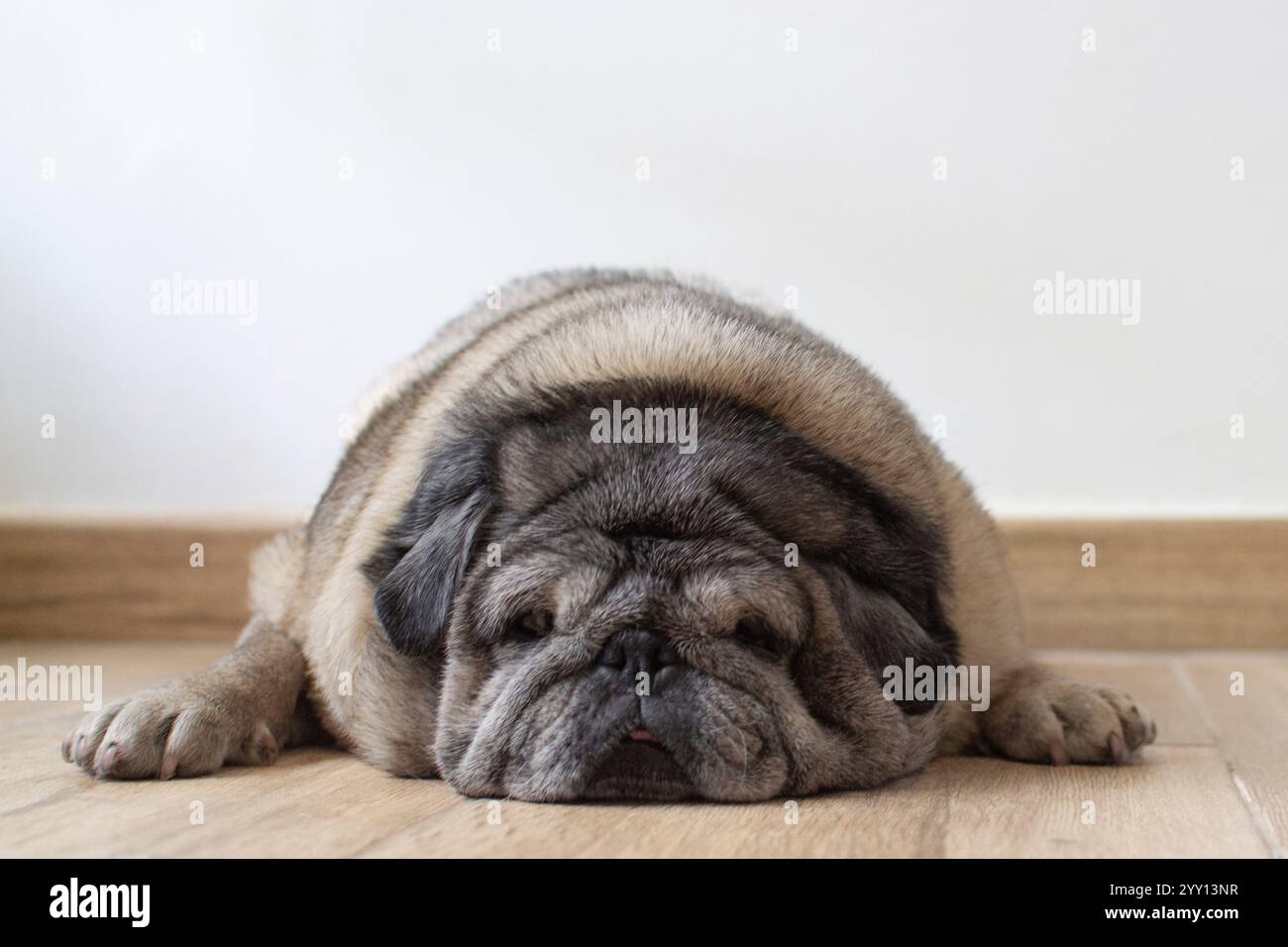 Älterer Hund, der auf dem Boden liegt und der Kamera gleichgültig gegenübersteht. Stockfoto