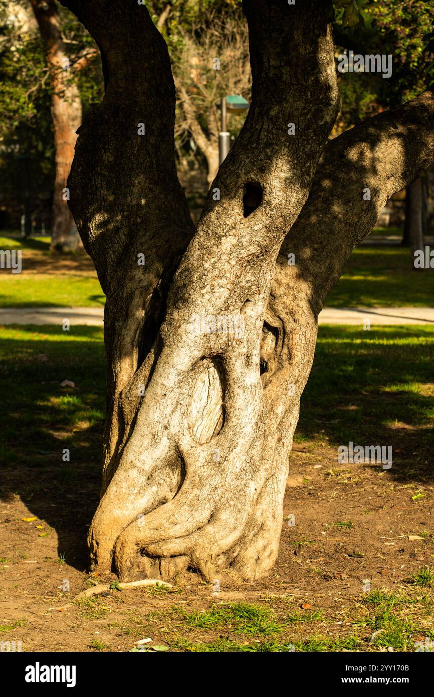 Alten Olivenbaum Stockfoto