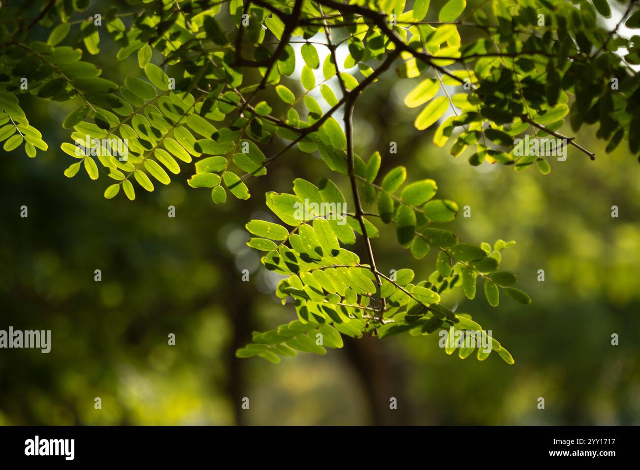 Licht durch die Blätter eines Baumes Stockfoto