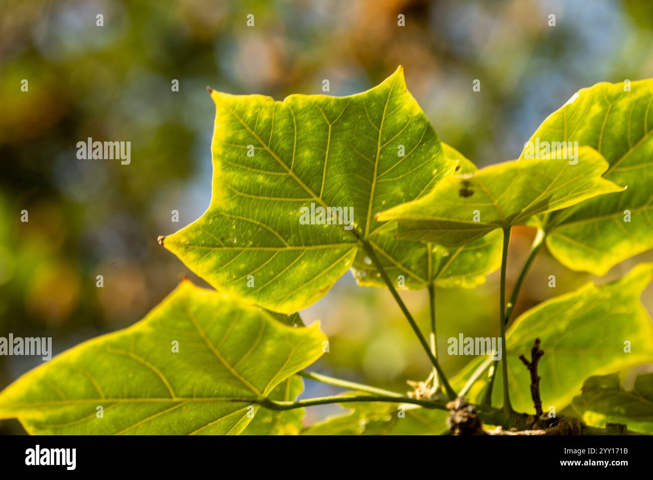 Licht durch die Blätter eines Baumes Stockfoto