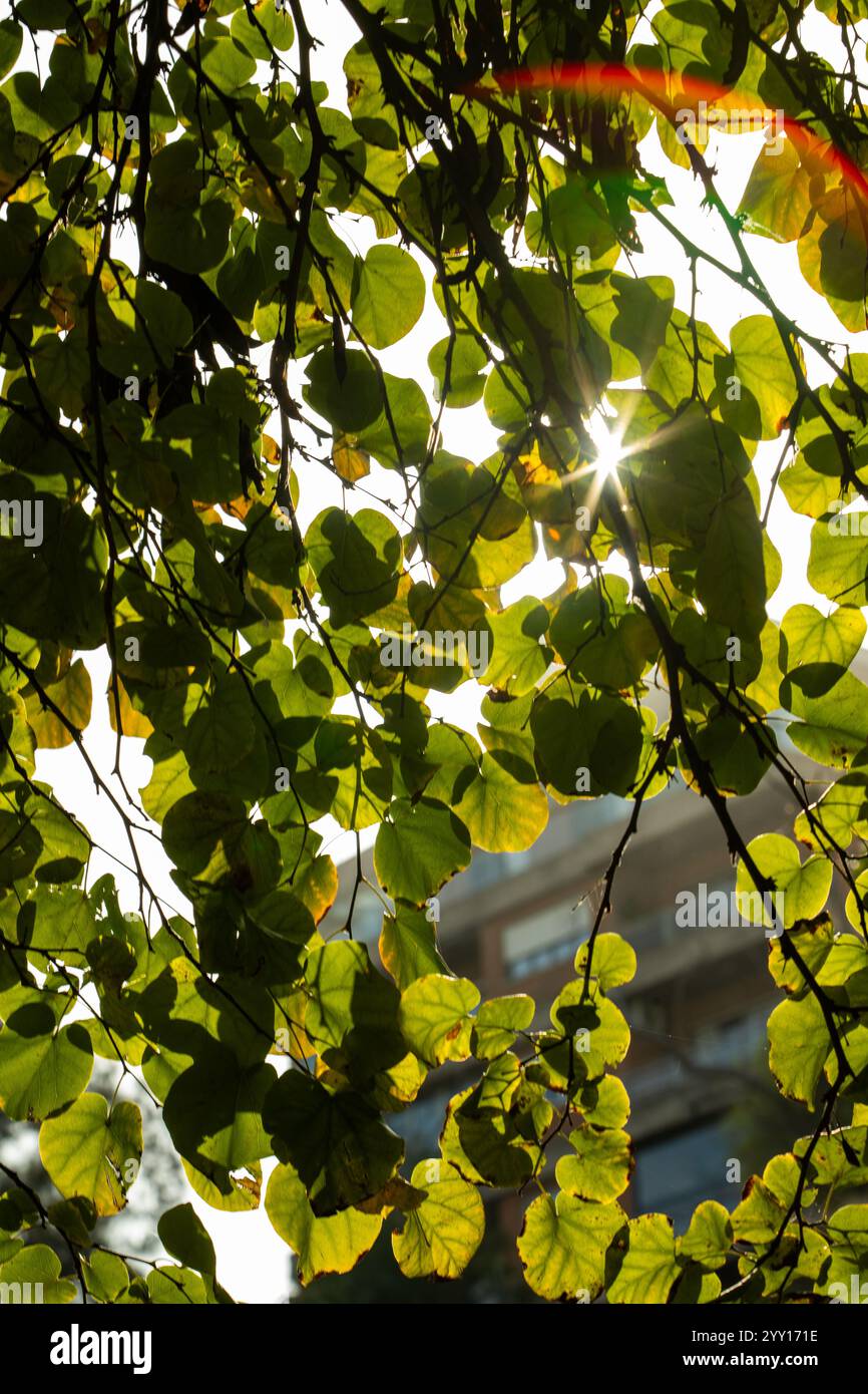 Licht durch die Blätter eines Baumes Stockfoto