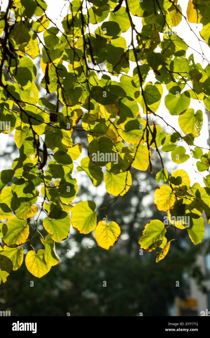 Licht durch die Blätter eines Baumes Stockfoto