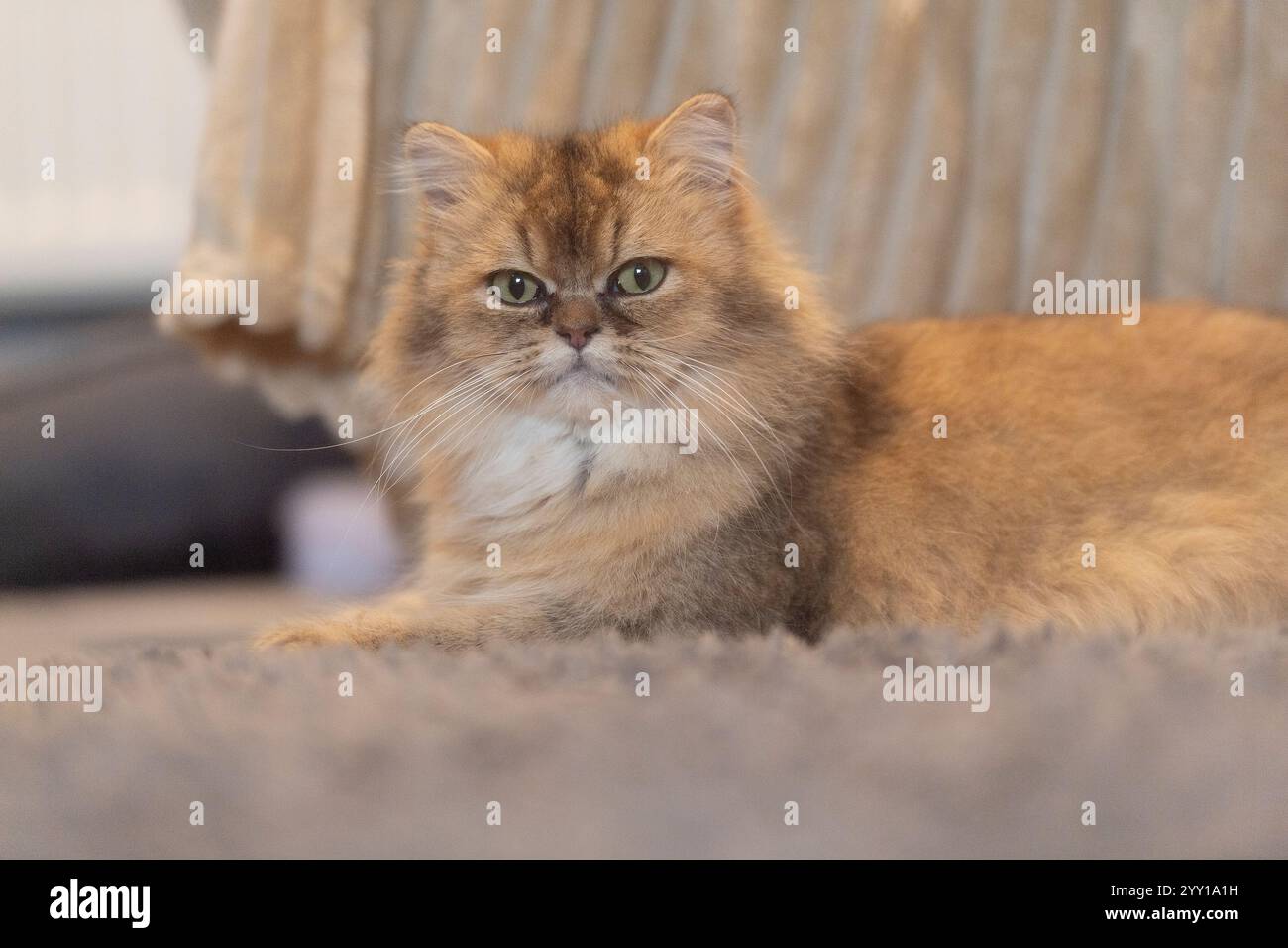 goldene britische Langhaarkatze Stockfoto