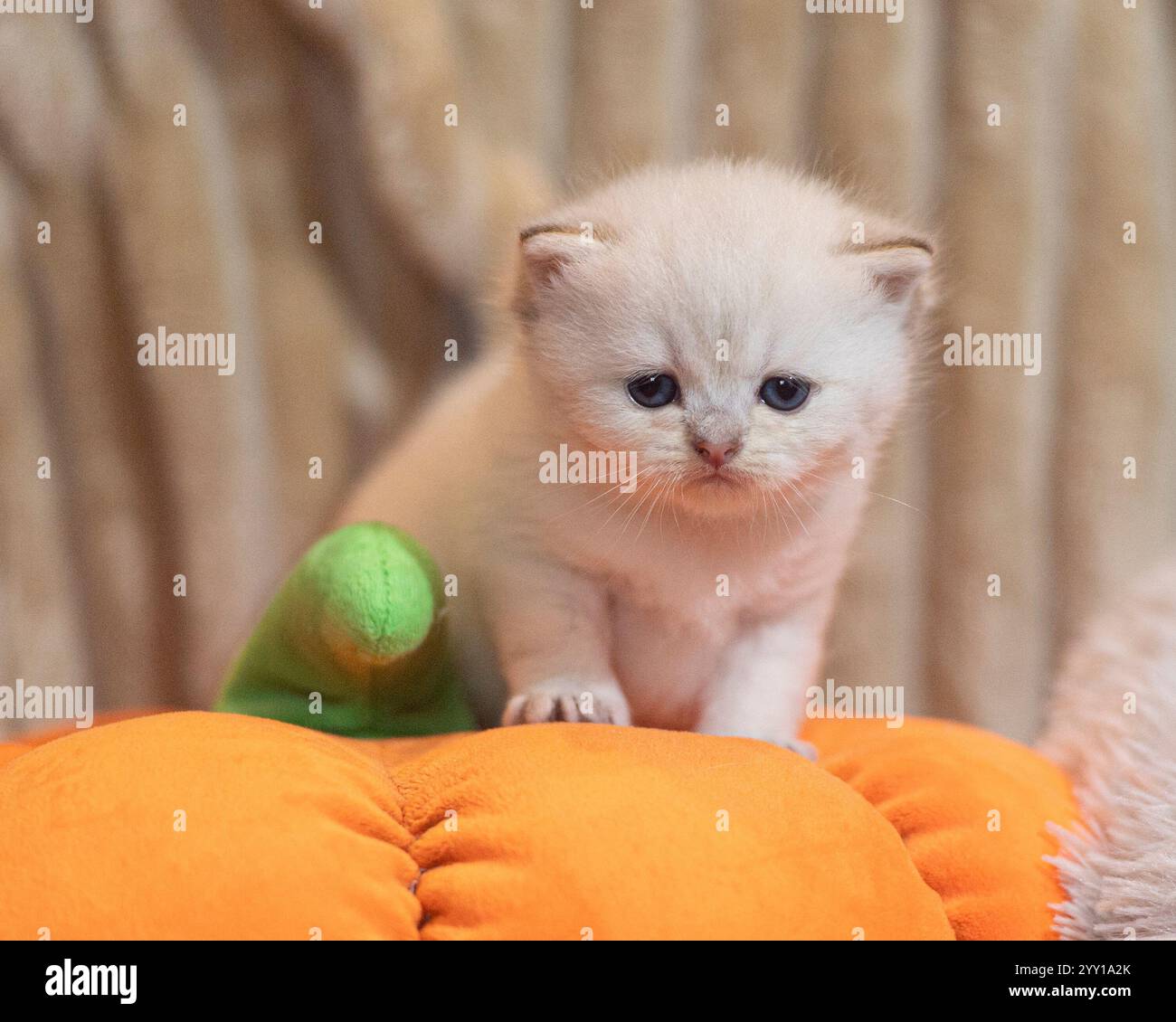 Süßes Kätzchen auf Spielzeugkürbis Stockfoto