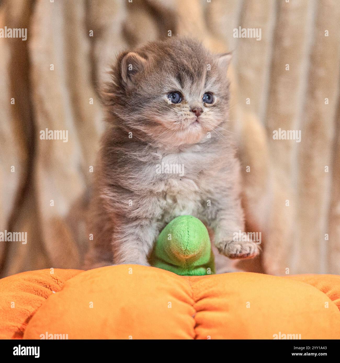 Süßes Kätzchen auf Spielzeugkürbis Stockfoto