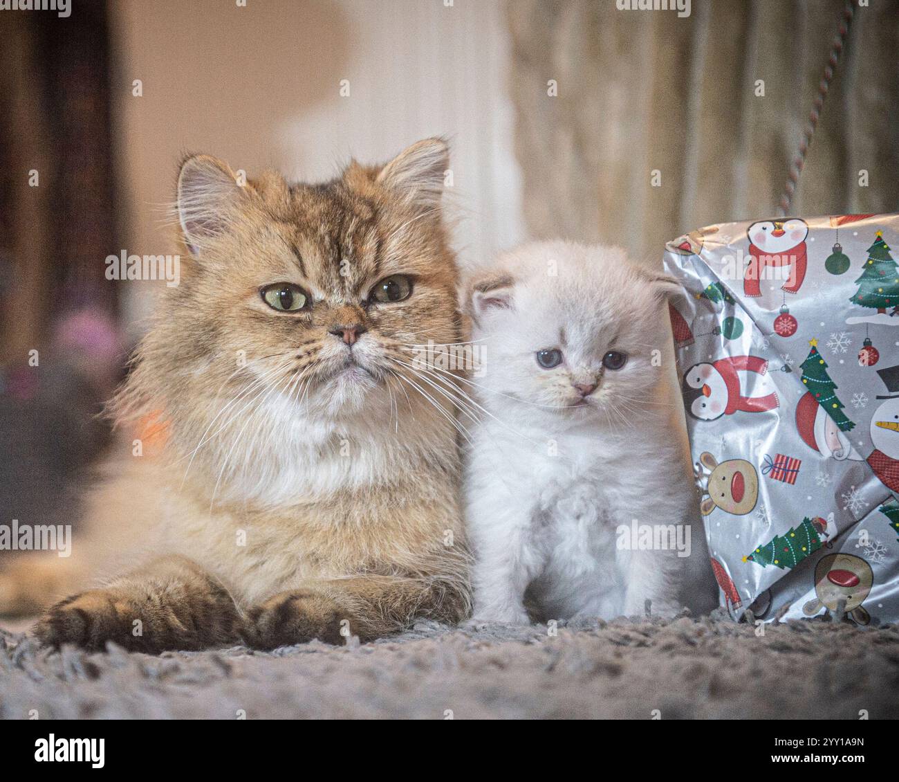 Britische Langhaarkatze und ihr Kätzchen mit Robbenspitze zu Weihnachten Stockfoto