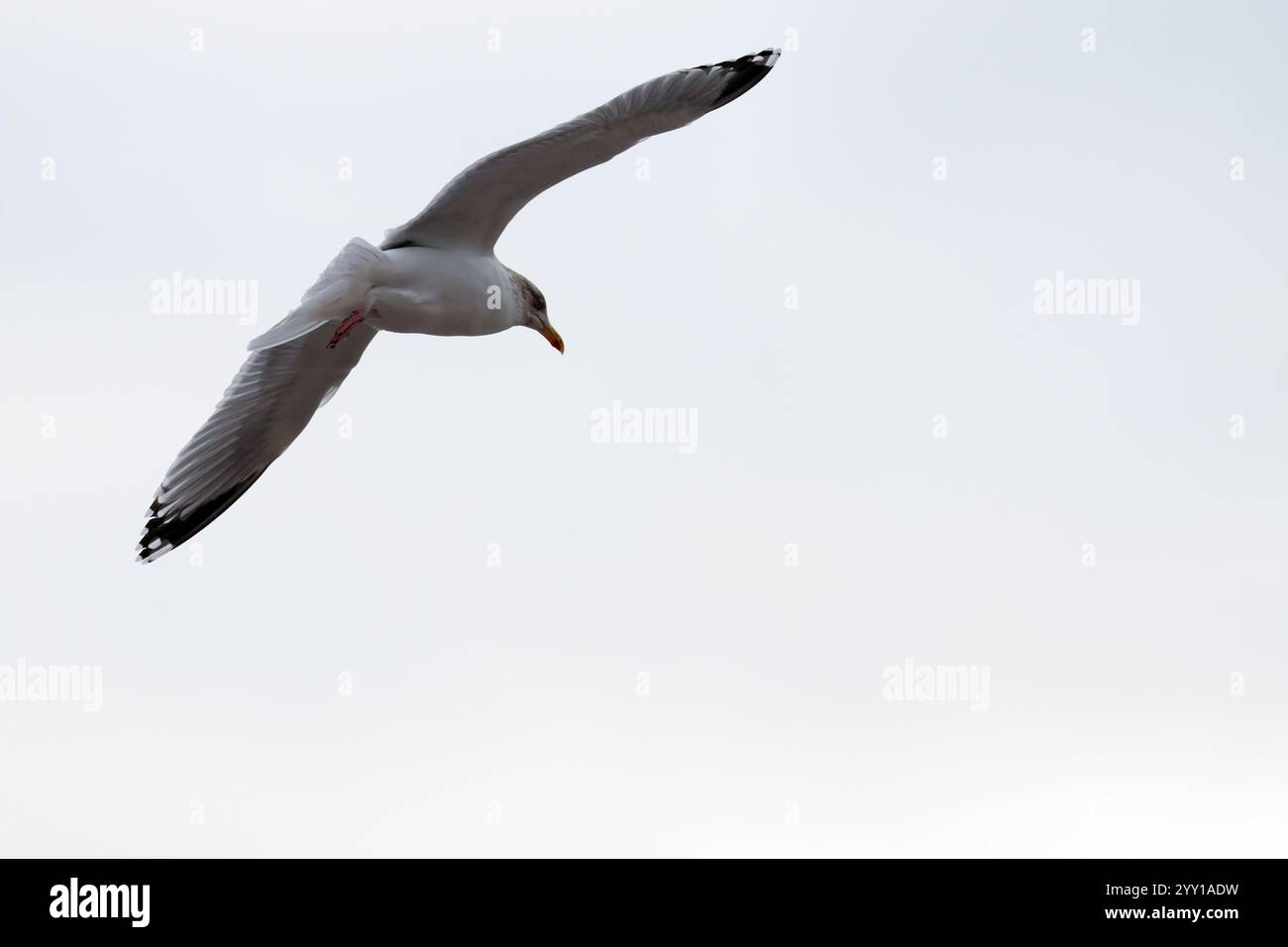Heringsmöwe Larus argentatus, im Flug Wintergefieder braun melierte Flecken auf dem Kopf weiß mit blaugrauem Rücken und schwarzen Flügelspitzen am Oberflügel Stockfoto