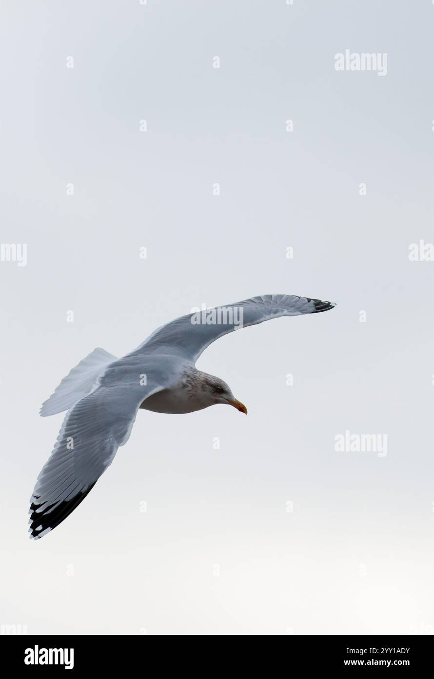 Heringsmöwe Larus argentatus, im Flug Wintergefieder braun melierte Flecken auf dem Kopf weiß mit blaugrauem Rücken und schwarzen Flügelspitzen am Oberflügel Stockfoto