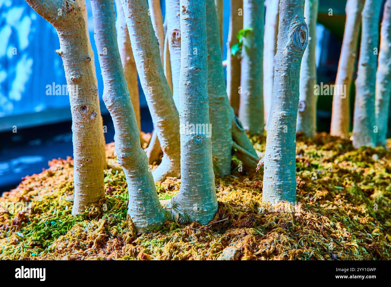 Schlanke Bonsai-Trunks in moosy Garden mit niedrigem Winkel Stockfoto