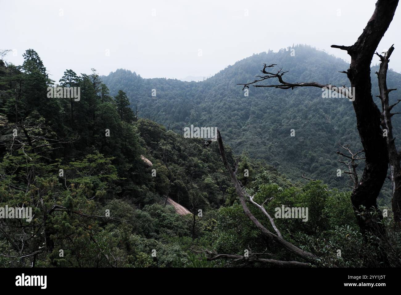 Atemberaubende japanische Natur mit üppigem Grün, Nebelbergen und Wolken, wunderschöne ruhige Landschaft, ruhige Landschaft, ruhige Landschaft Stockfoto