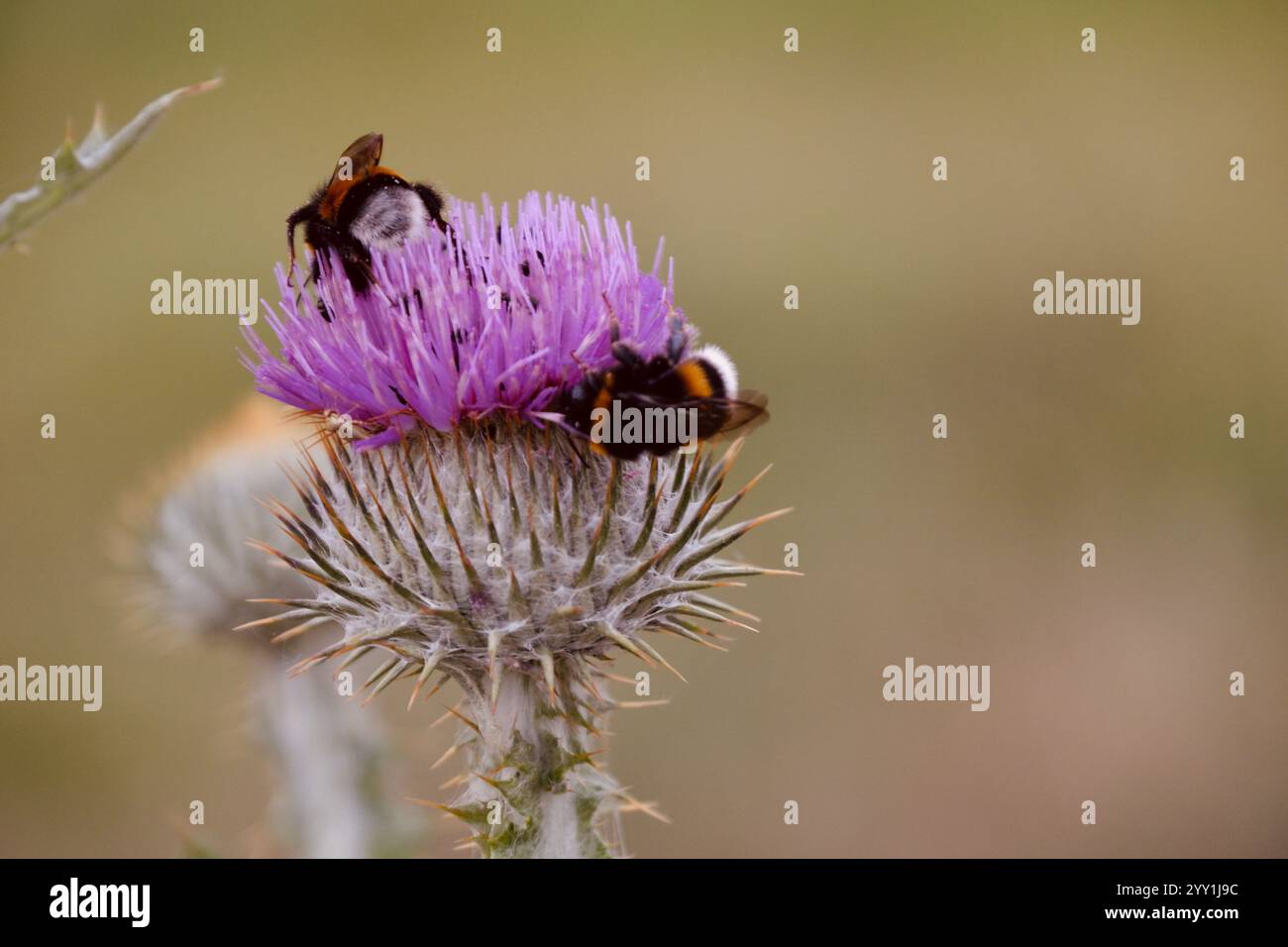 Nahaufnahme von Hummeln auf der Histelblume in Deutschland, natürliche Bestäubung, Makrofotografie, Naturschönheit, Sommer-Insektenszene Stockfoto