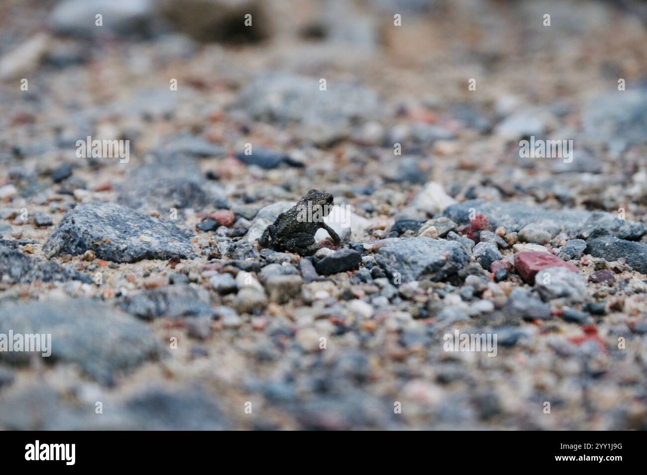 Winziger Frosch, der auf Kiesboden in Deutschland sitzt und die süße Tierwelt in einer natürlichen Umgebung im Freien hervorhebt Stockfoto