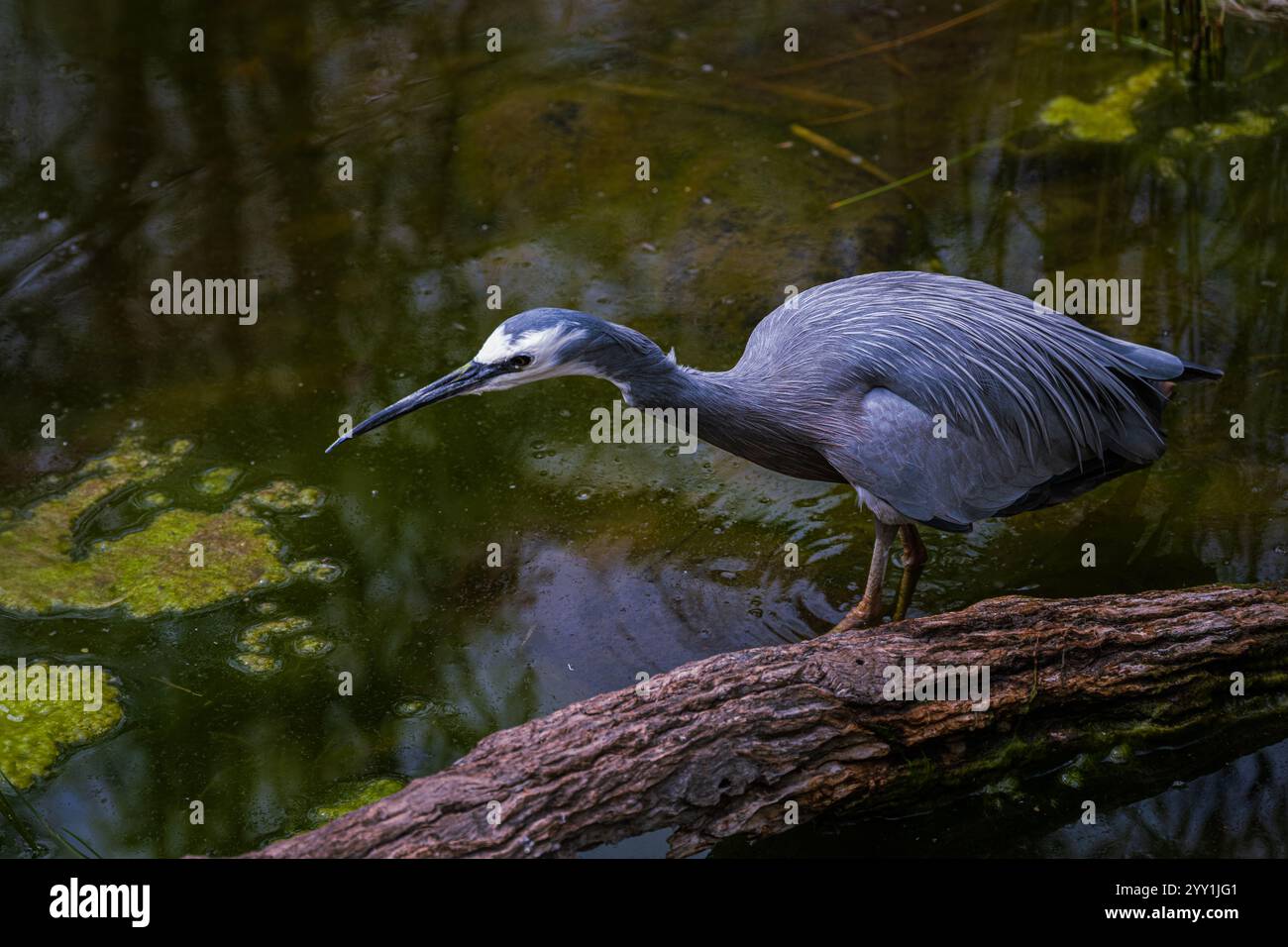 Foto eines australischen Weissgesichtreihers (Egretta Novaehollandiae) mit ausgestrecktem Hals. Stockfoto