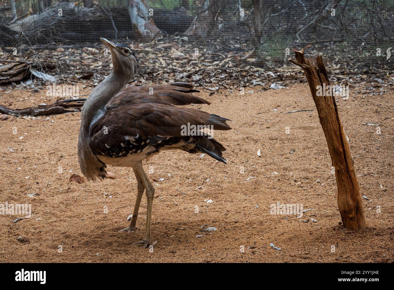 Ein Foto einer australischen Trappe (Aardeotis australis). Stockfoto