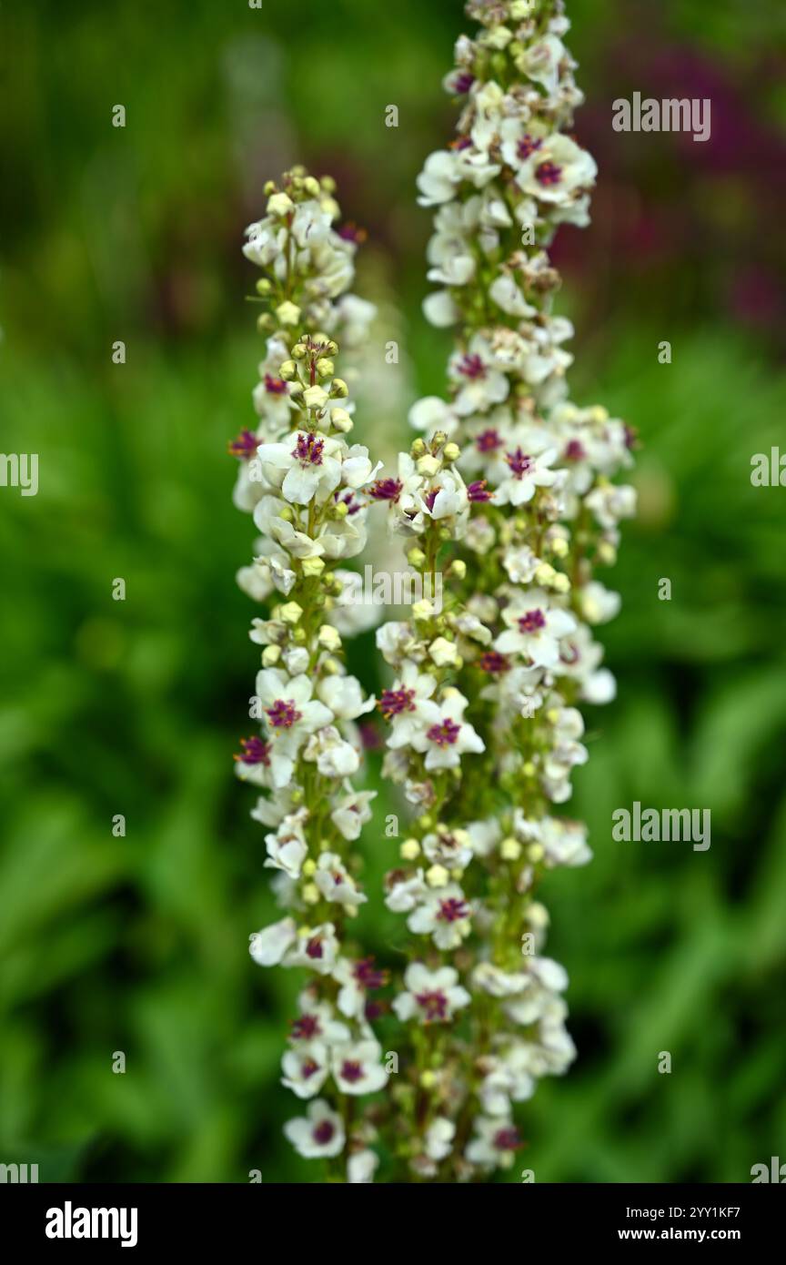 Sehr blassgelbe und violette Sommerblumen von Verbascum chaixii oder Brennnessel-blättrigen Königskerzen im Juli Stockfoto