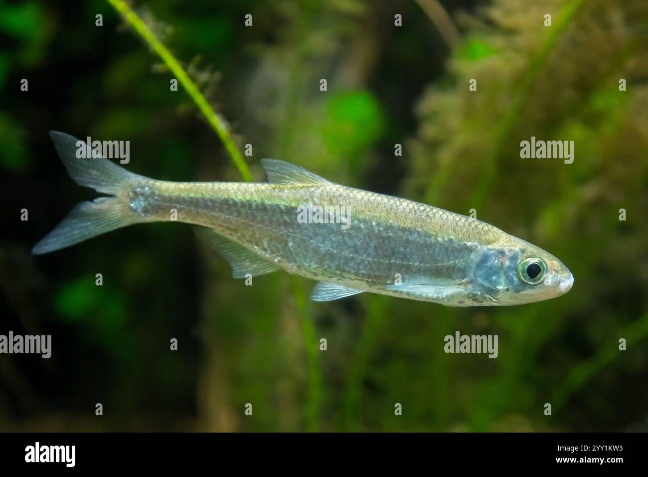 Rohe Süßwasserfische (Alburnus alburnus / Cyprinus alburnus), die unter Wasser im See schwimmen, heimisch in Europa und Westasien Stockfoto
