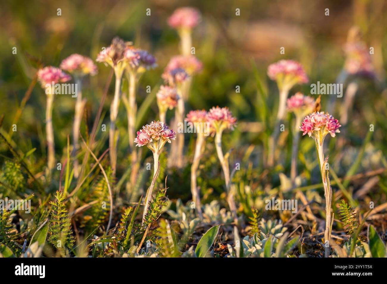 Eine kleine blühende rosa Catsfoot, Antennaria dioica Blume in Nordeuropa. Nahaufnahme der Blumen von Antennaria dioica, auch bekannt als Katzenfuß. Stockfoto