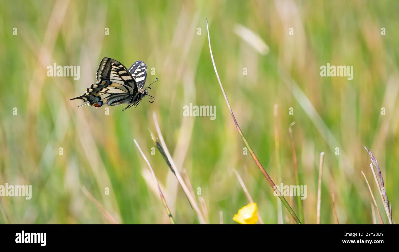 Schwalbenschwanzfalter (Papilio machaon), der über eine Wiese fliegt, Norfolk, Großbritannien Stockfoto