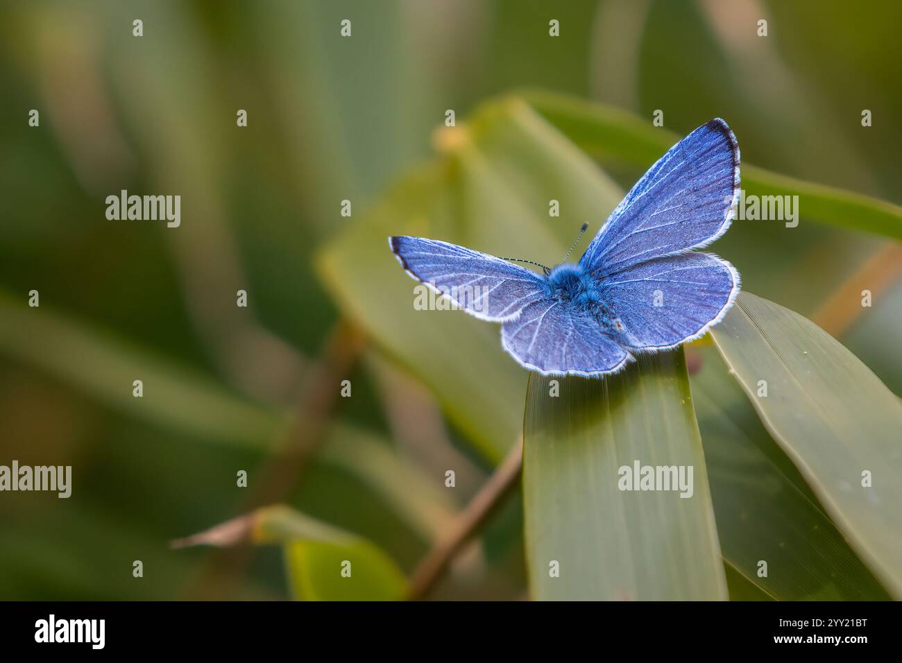 Männlicher gemeiner blauer Schmetterling (Polyommatus icarus) in einem britischen Garten Stockfoto