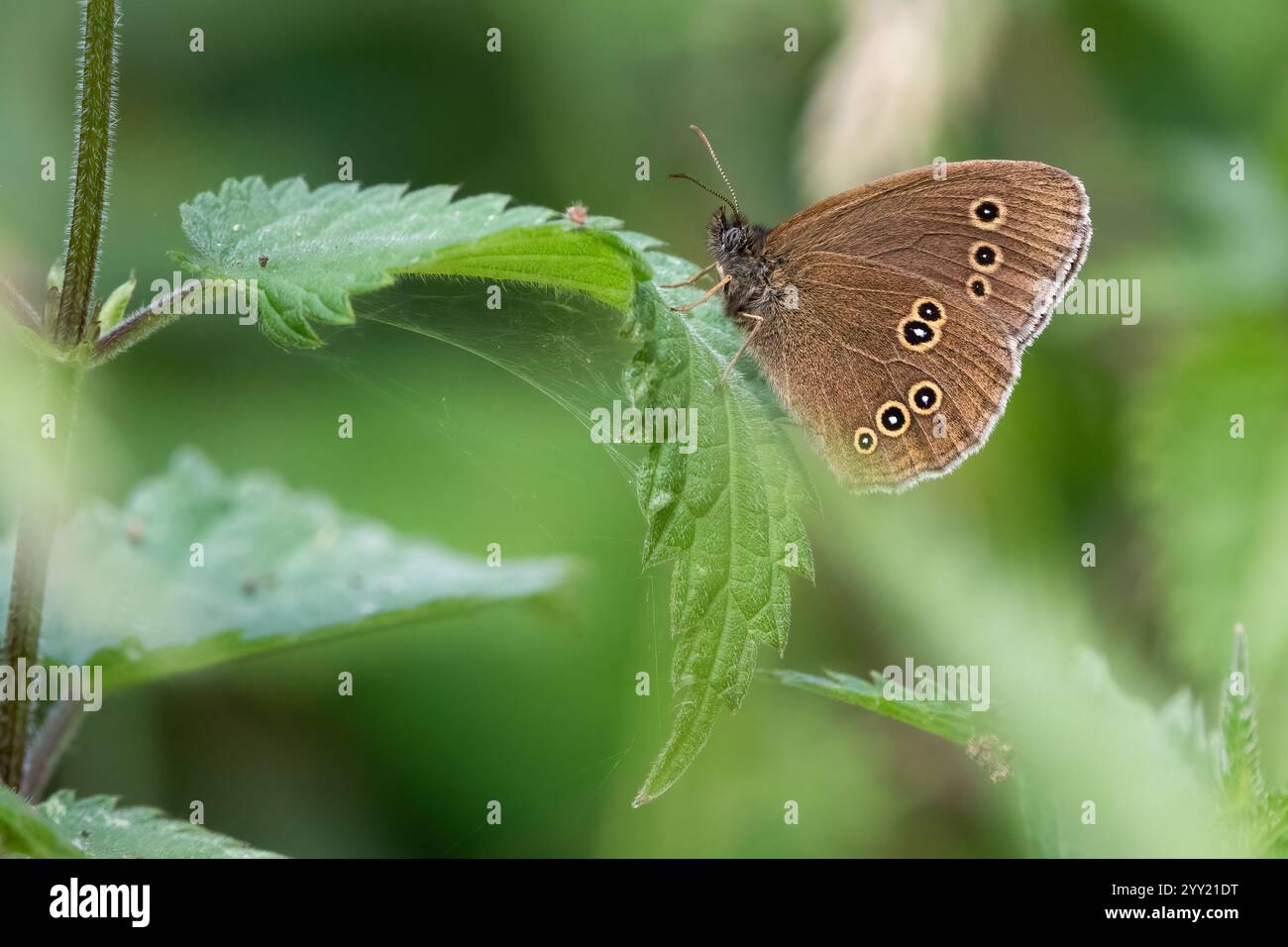 Ringelblütler (Aphantopus hyperantus) in einem britischen Garten Stockfoto
