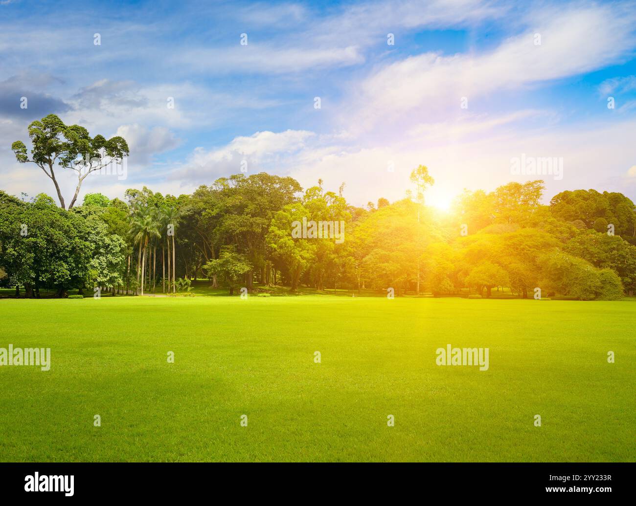 Schöner großer Park mit grünem Rasen bei Sonnenaufgang. Stockfoto